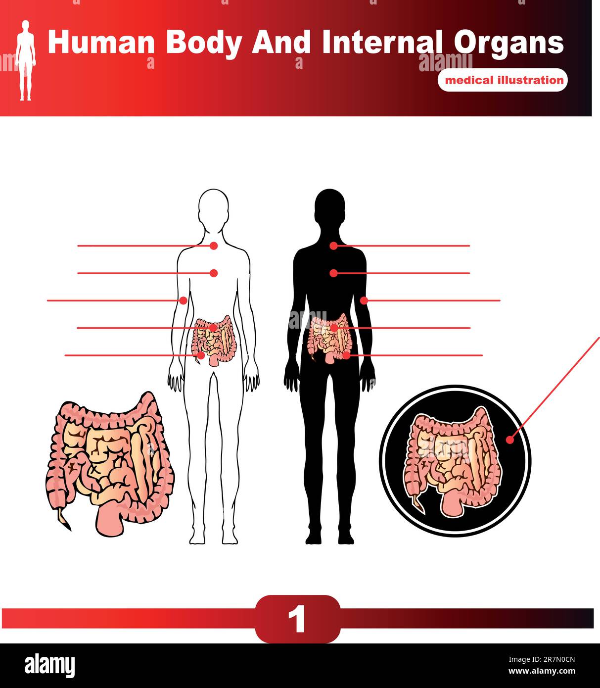 Corps humain organes internes vecteur Illustration de Vecteur