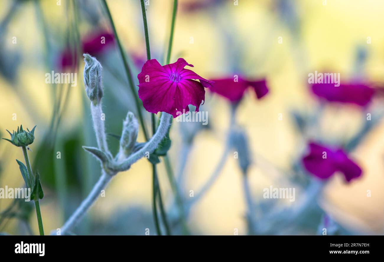 Silene coronaria - Rose campion - fleurs en gros plan. Parmi les autres noms communs figurent Dusty miller, Mullein-rose et Bloody William. Banque D'Images