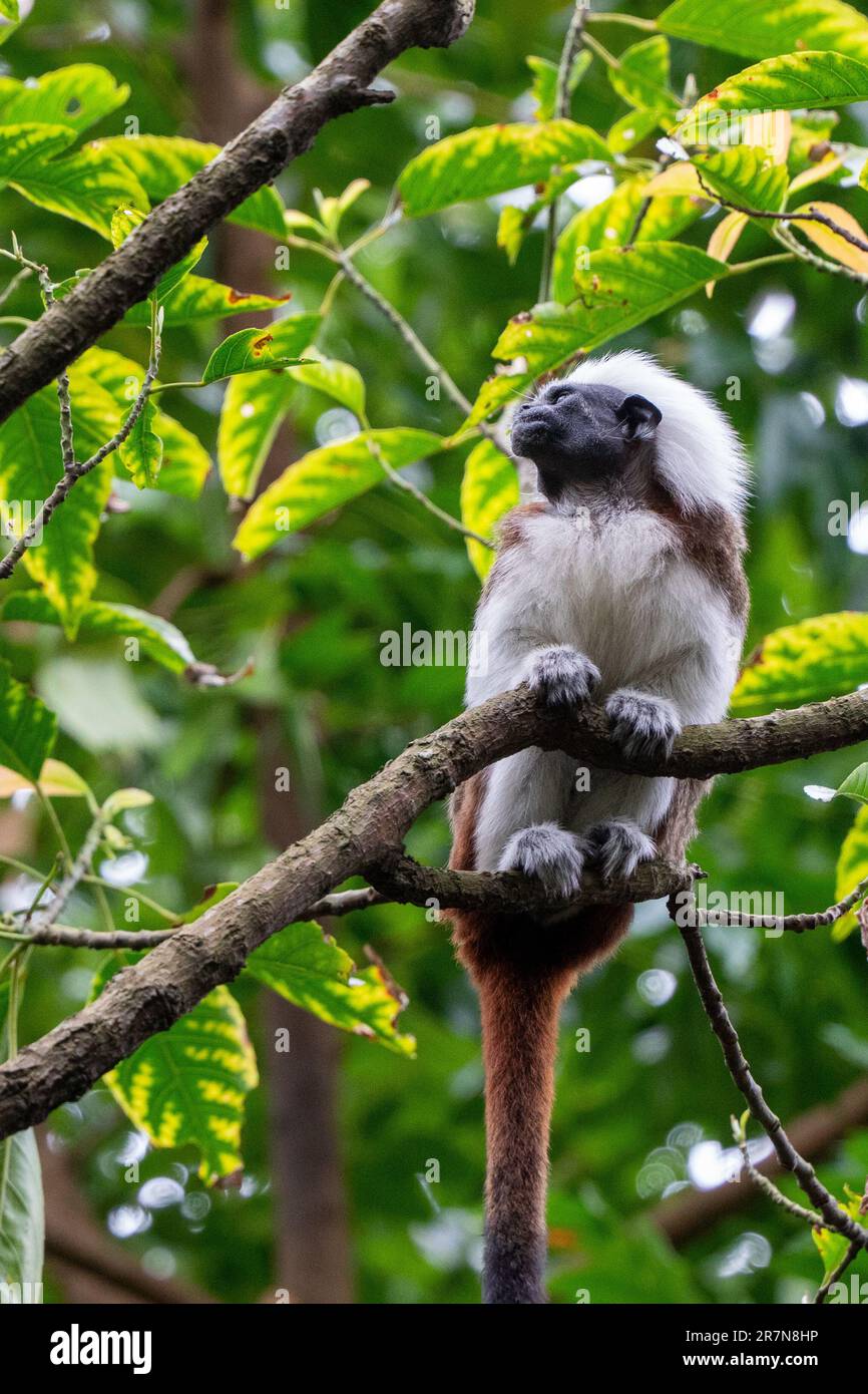 Un singe souriant avec sa tête tournée et sa queue courbée vers le haut, perché sur une branche d'un arbre Banque D'Images