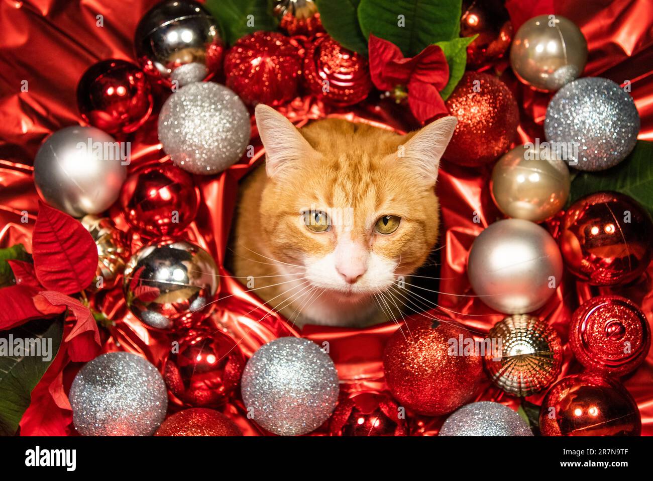 Mignon chat tabby femelle gingembre entouré de décorations de Noël, rouge, argent, paillettes, chatte brillante et festive pour animaux de compagnie cartes de Noël, affiches, maison Banque D'Images