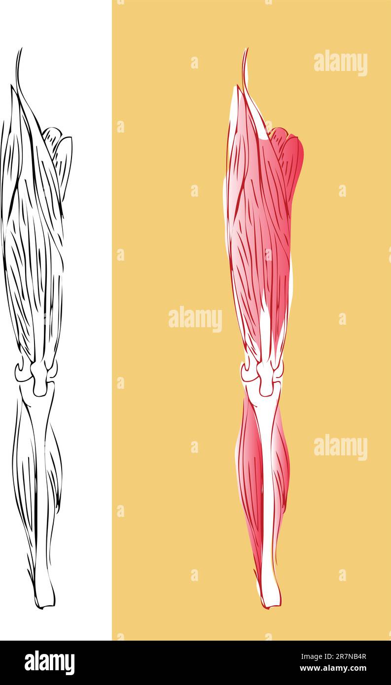 Système musculaire anatomique de la jambe Illustration de Vecteur