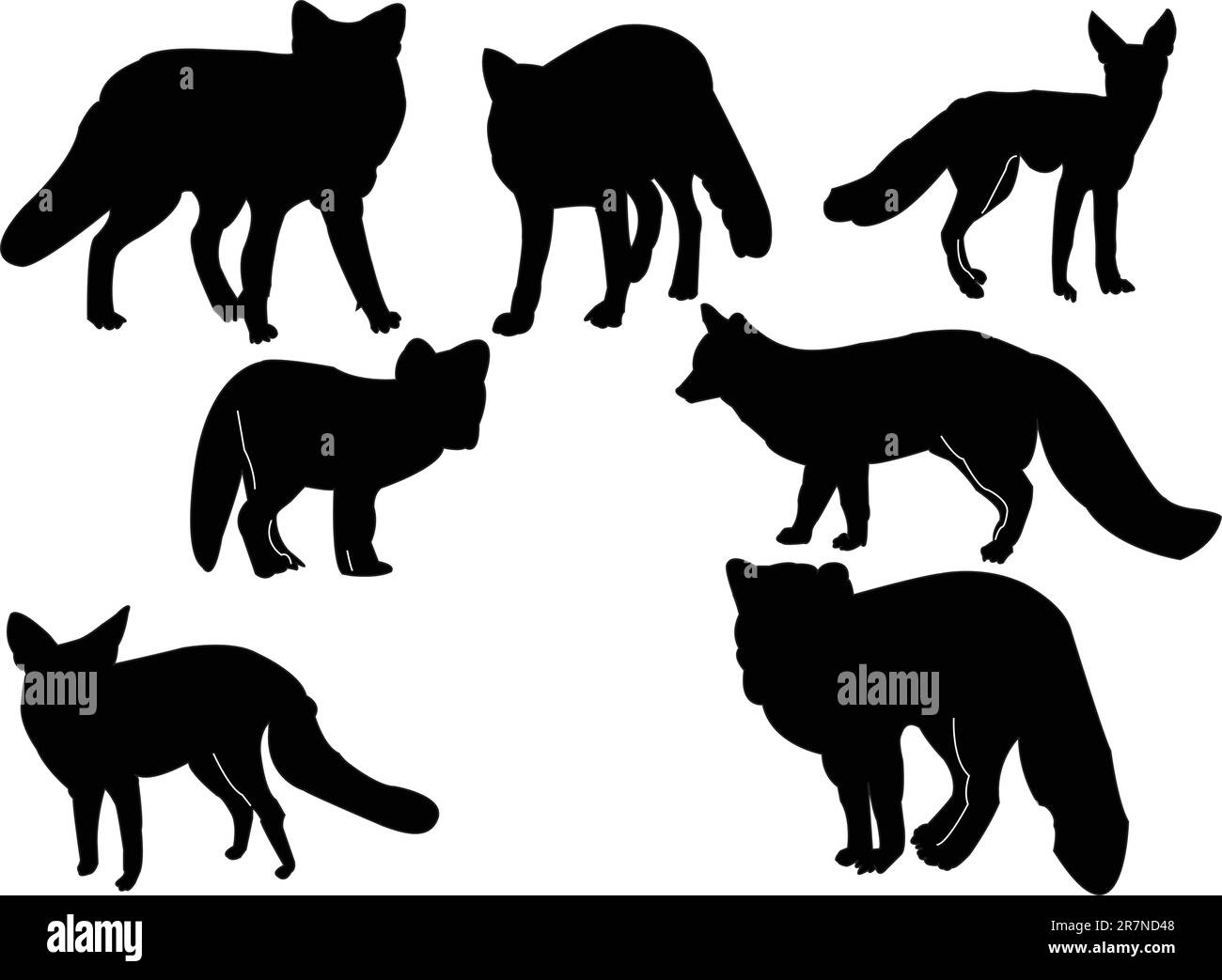 collection d'illustrations foxes - vecteur Illustration de Vecteur