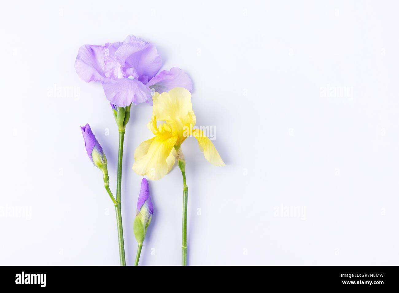 Fleurs de l'iris jaune et bleu avec espace pour votre texte. Carte de vœux pour la fête des mères, la Saint-Valentin, l'anniversaire. Flat lay, espace de copie Banque D'Images