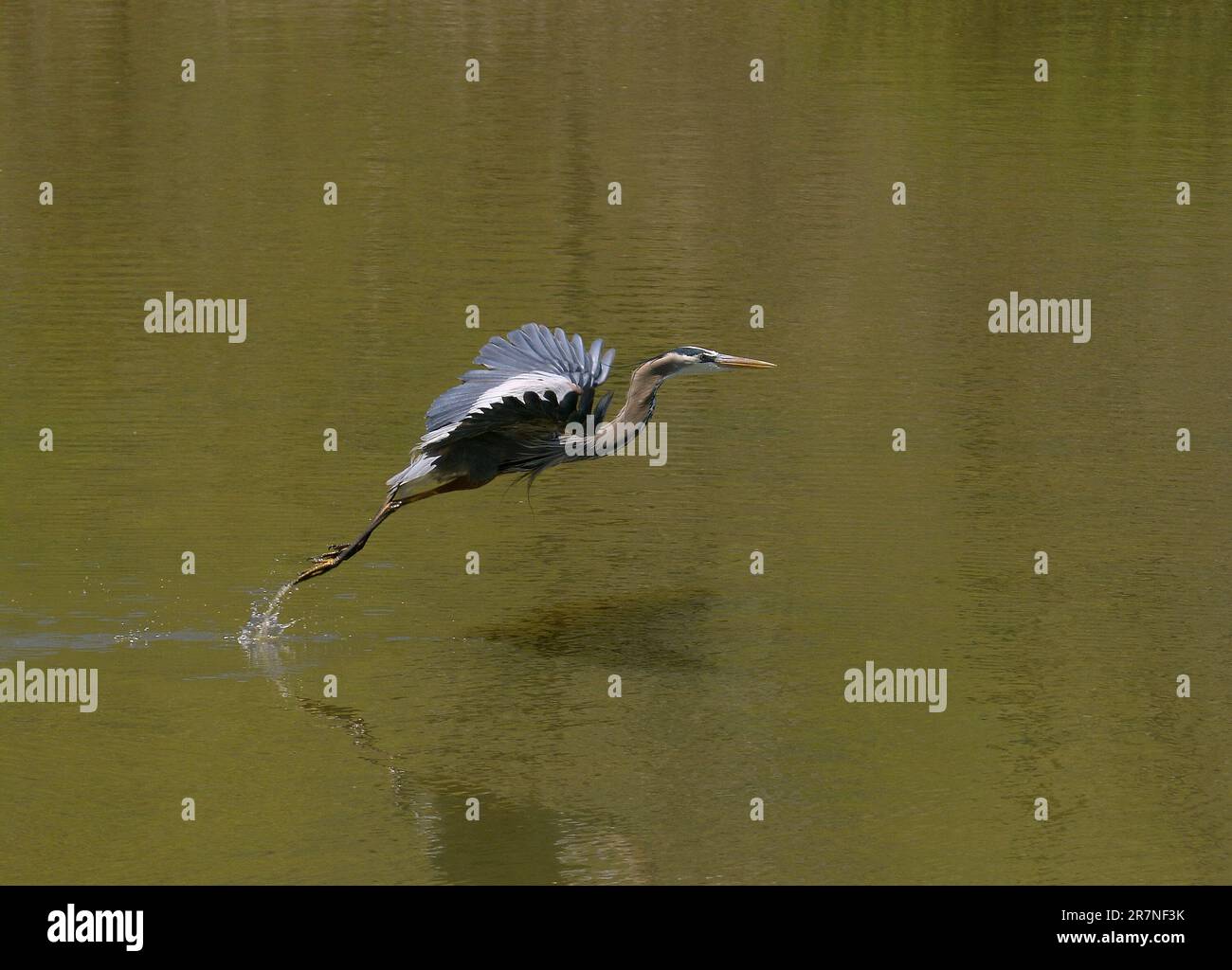 Le grand héron bleu dans son habitat naturel Banque D'Images