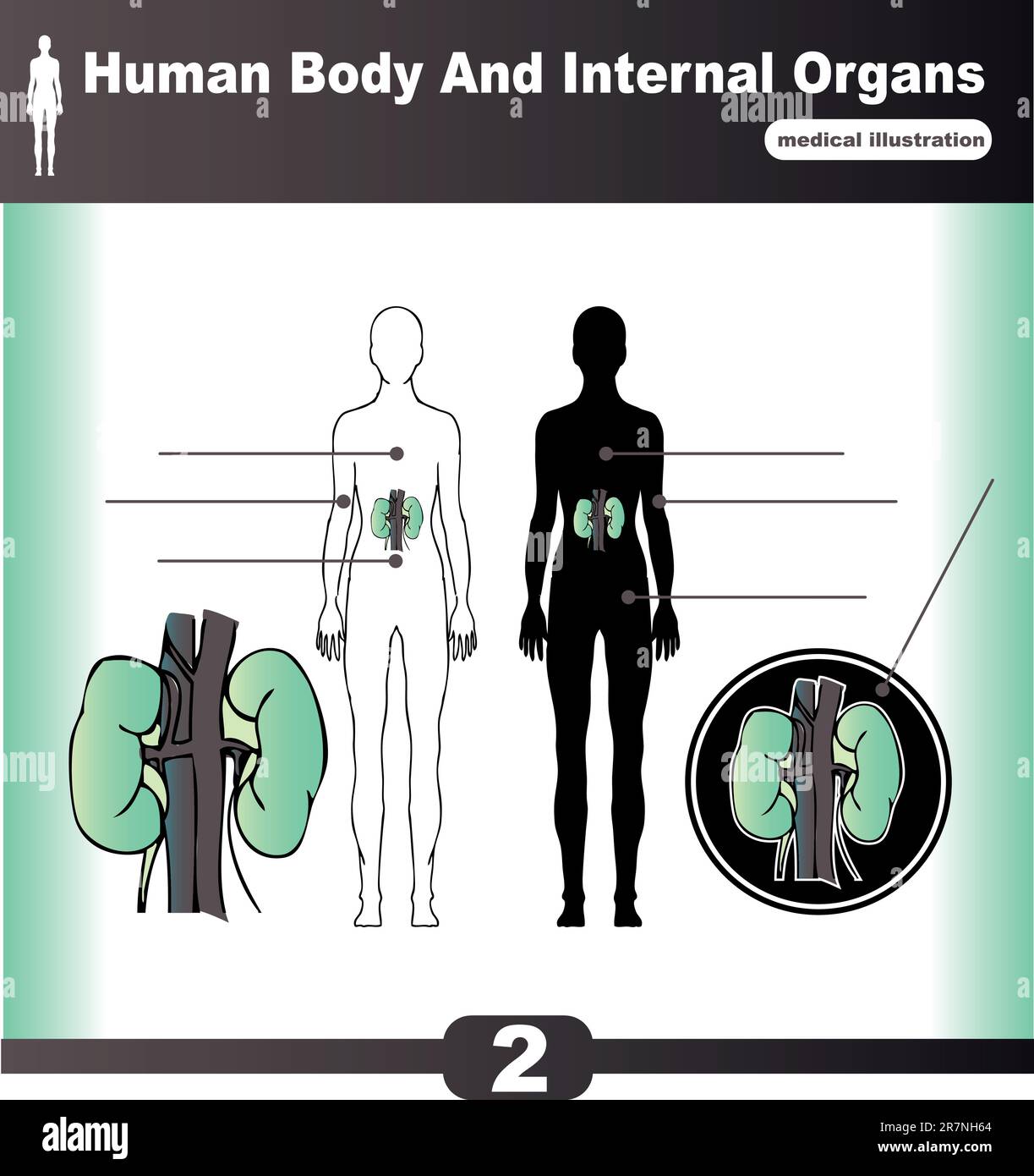Rein vecteur organes internes humains Illustration de Vecteur