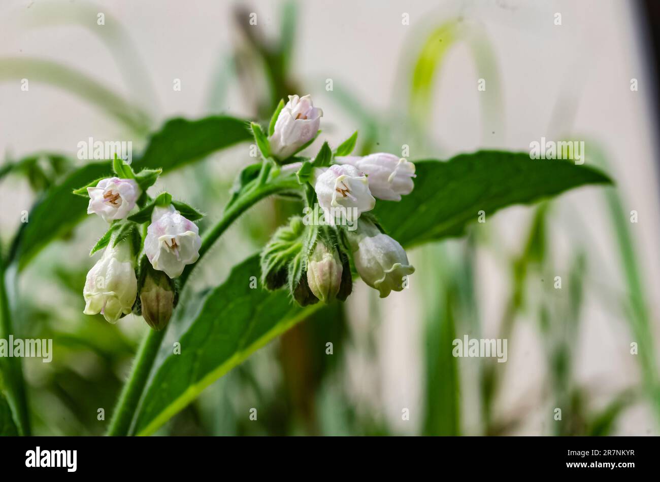 Fleurs sympathiques Banque D'Images