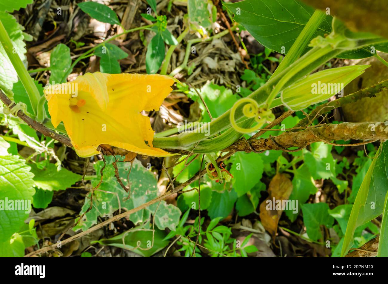 Citrouille Vine avec Blossom Banque D'Images