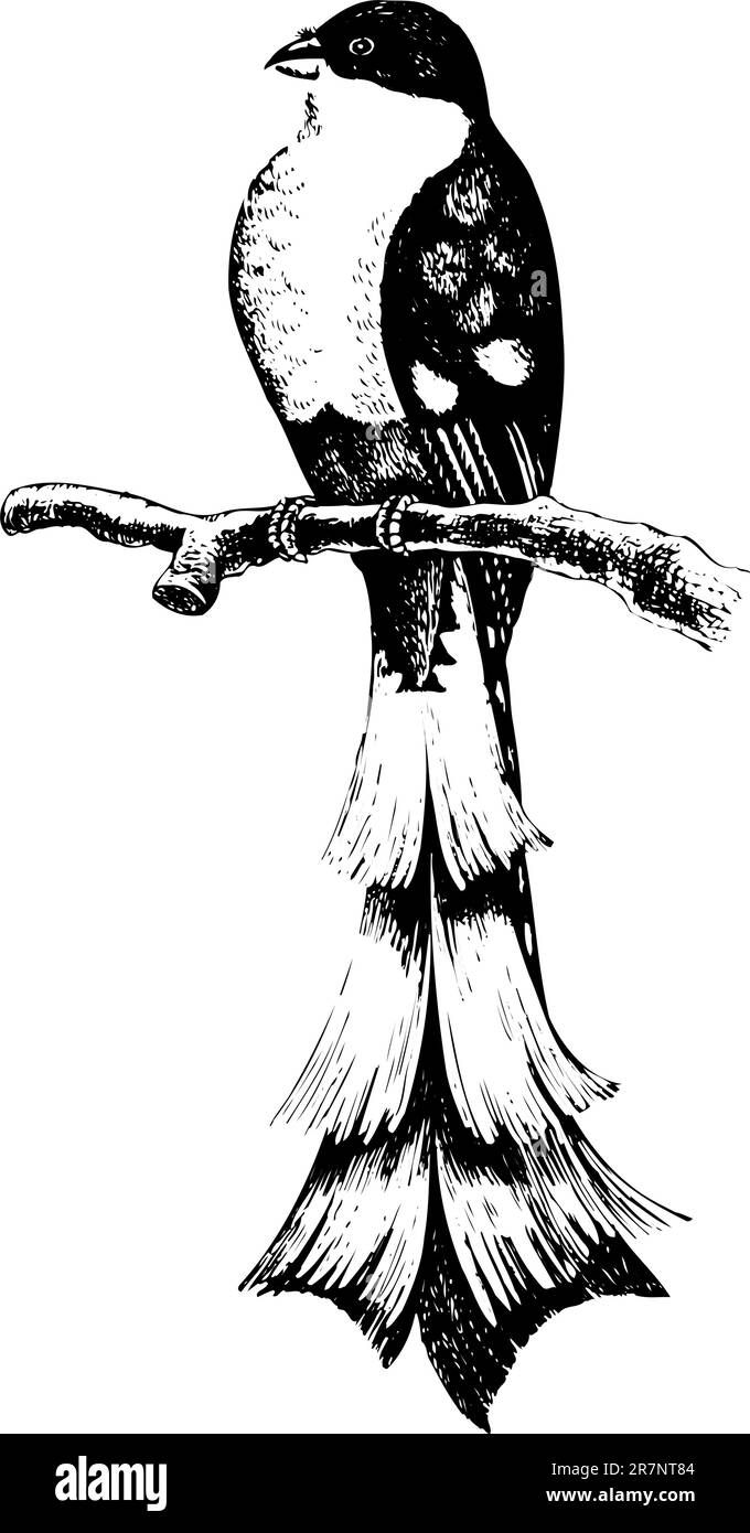 Oiseau avec longue queue sur la branche sur blanc Illustration de Vecteur