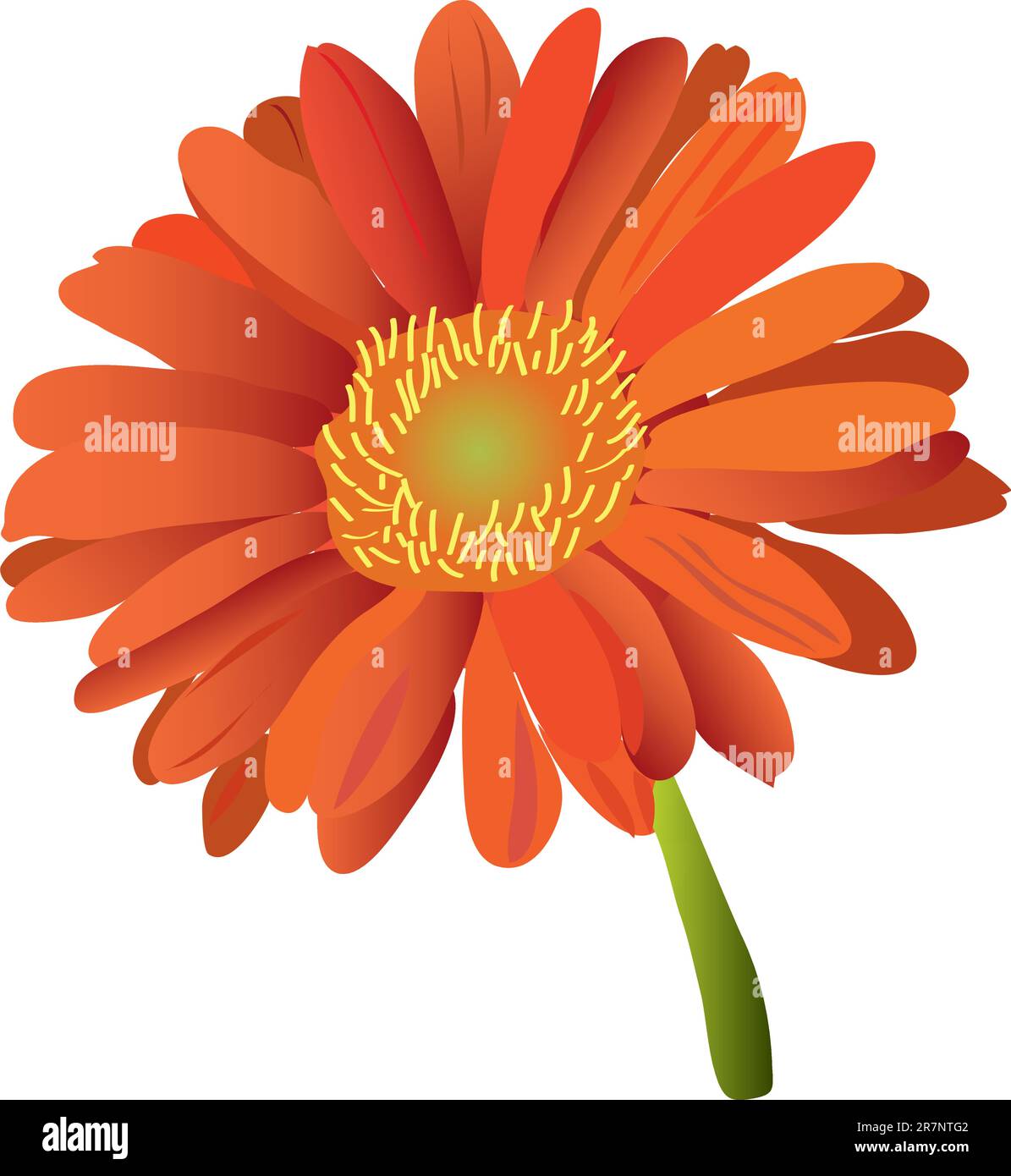 belle gerbera rouge fleur lumineuse (gros plan) Illustration de Vecteur