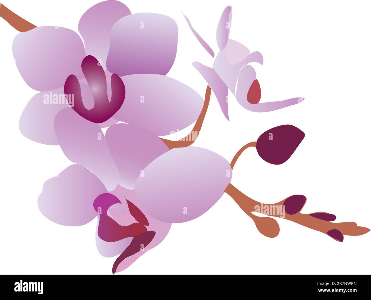 branche de belle orchidée violette de fleur (gros plan) Illustration de Vecteur