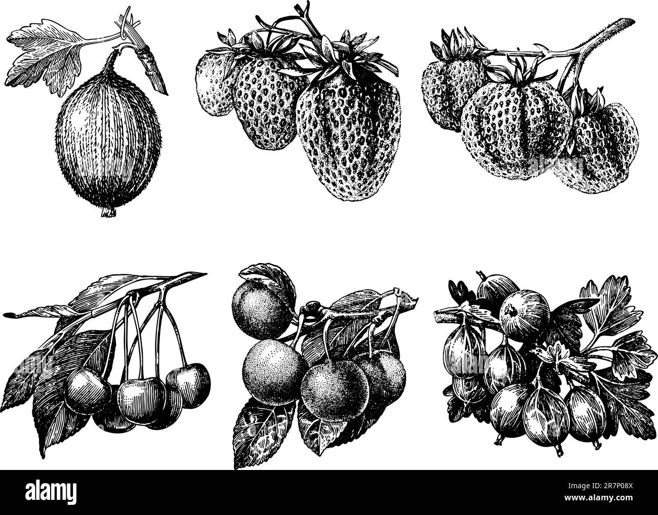 Quelques baies isolées sur blanc Illustration de Vecteur