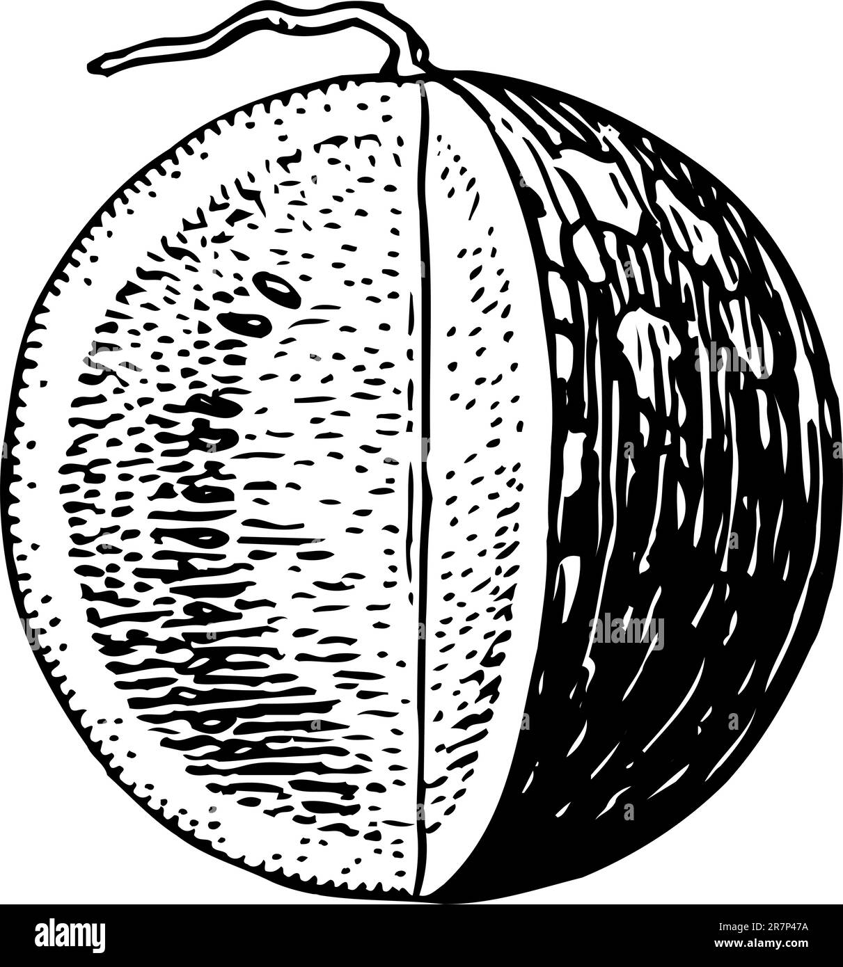 Watermelon isolated on white Illustration de Vecteur