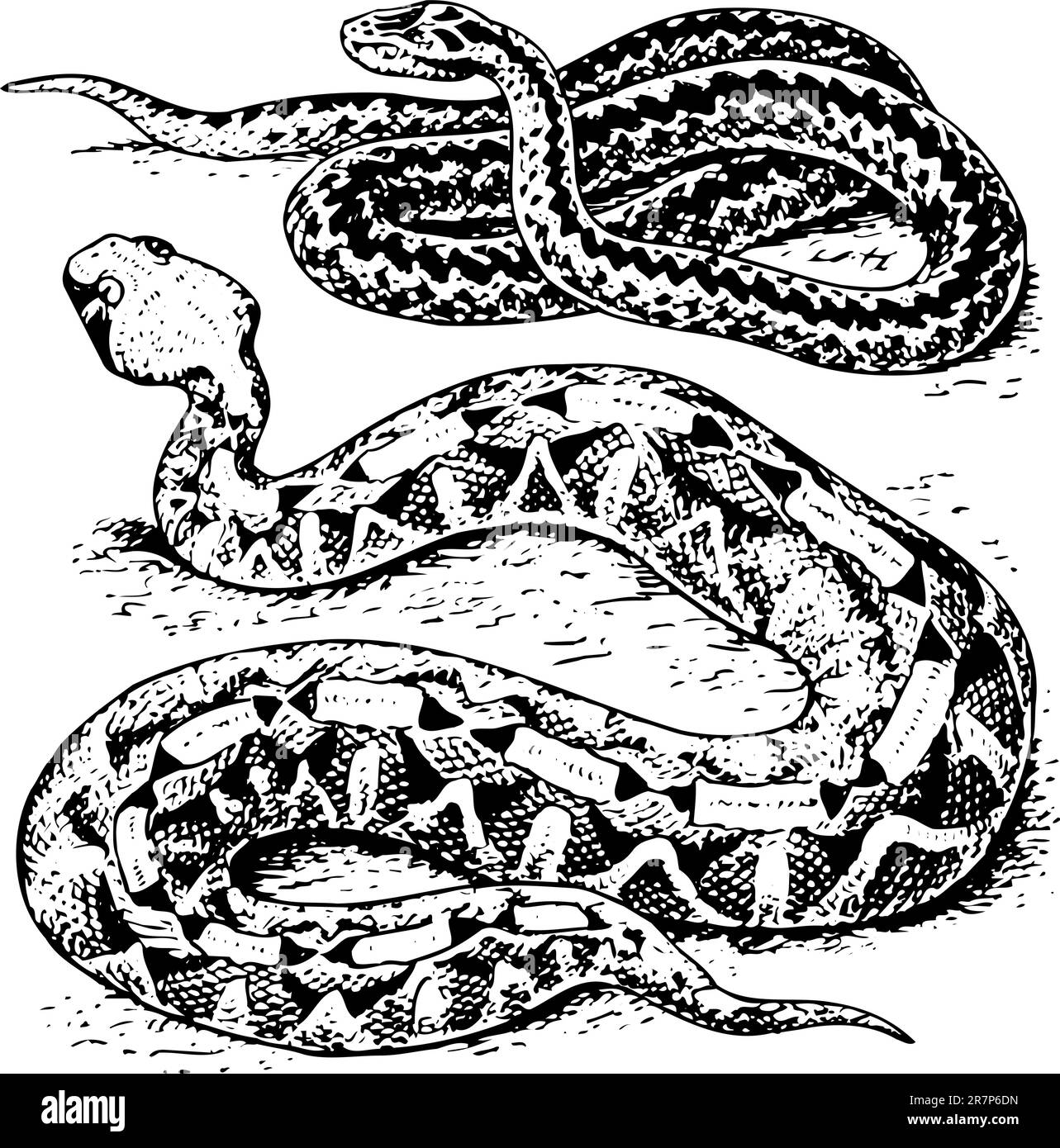 Deux serpents Illustration de Vecteur