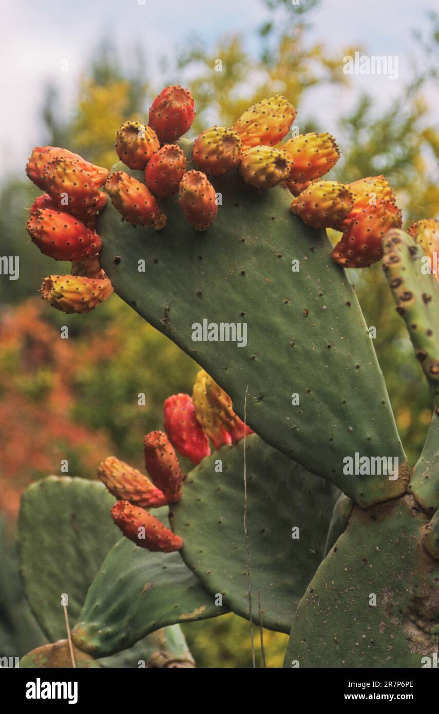 Cactus de poire pickly (Opuntia ficus-indica) dans le fruit. Banque D'Images