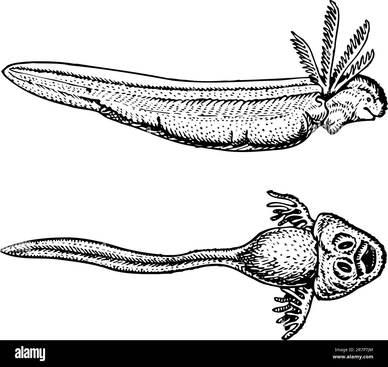 Têtards isolés sur blanc Illustration de Vecteur