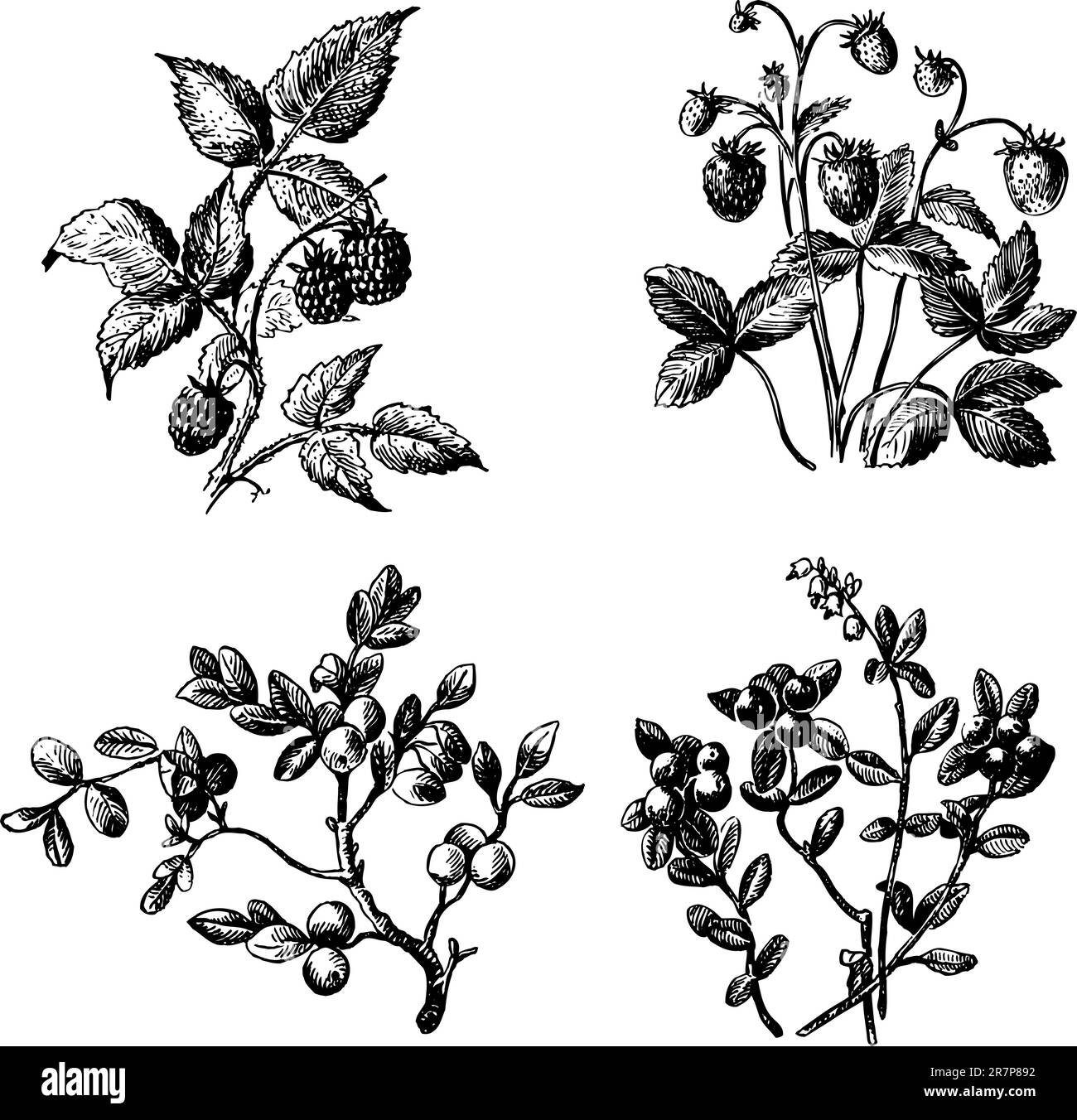 Quelques baies isolées sur blanc Illustration de Vecteur