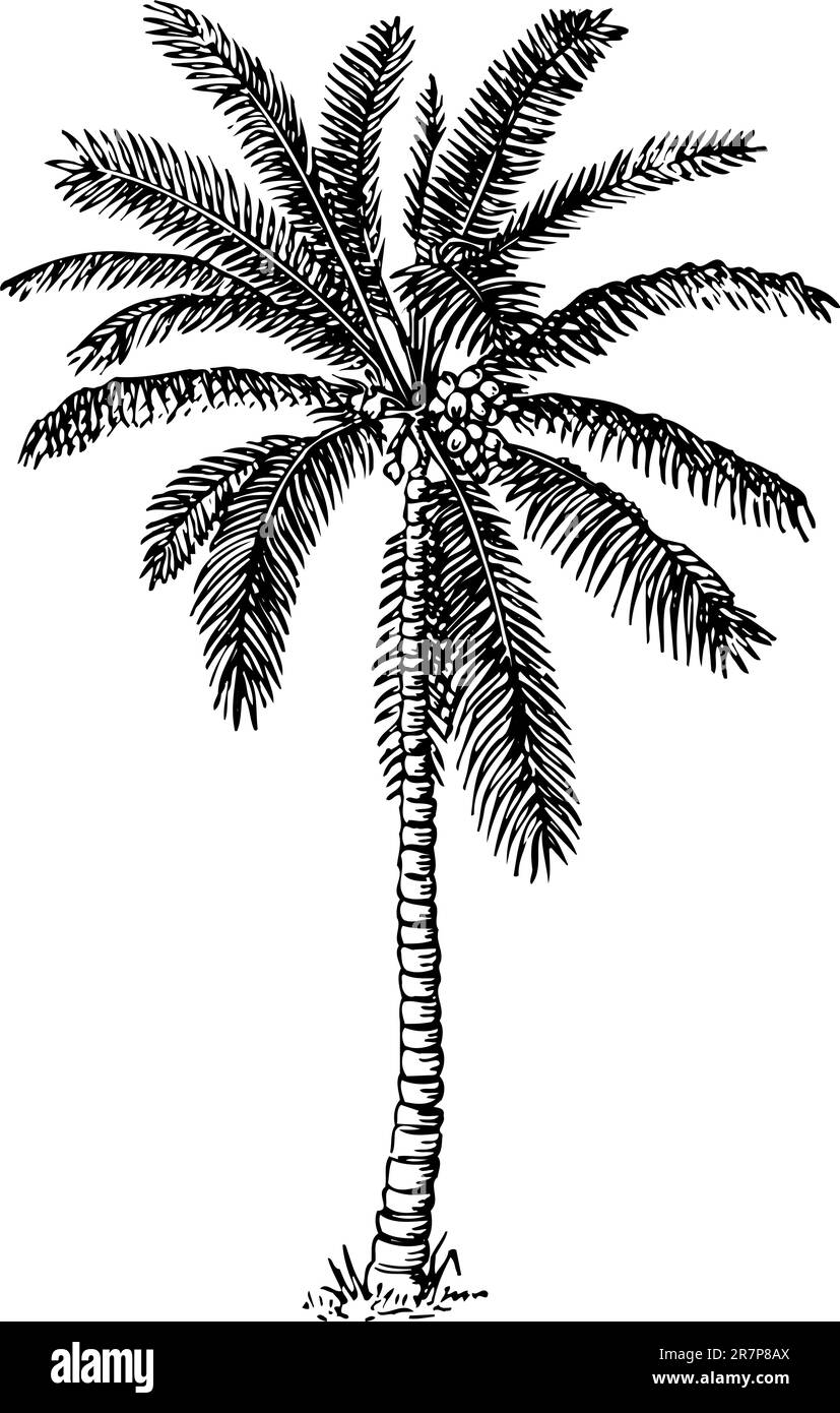 Paume isolée sur blanc Illustration de Vecteur