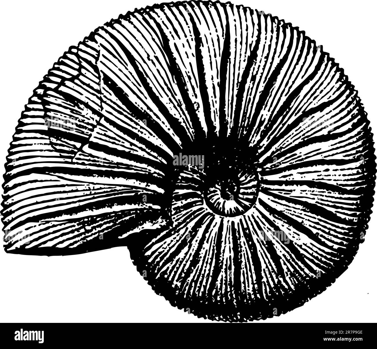 Shell isolated on white Illustration de Vecteur