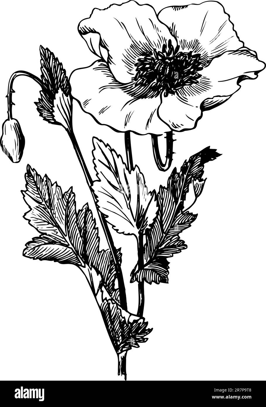 Branche de rhoeas de Papaver isolée sur blanc Illustration de Vecteur