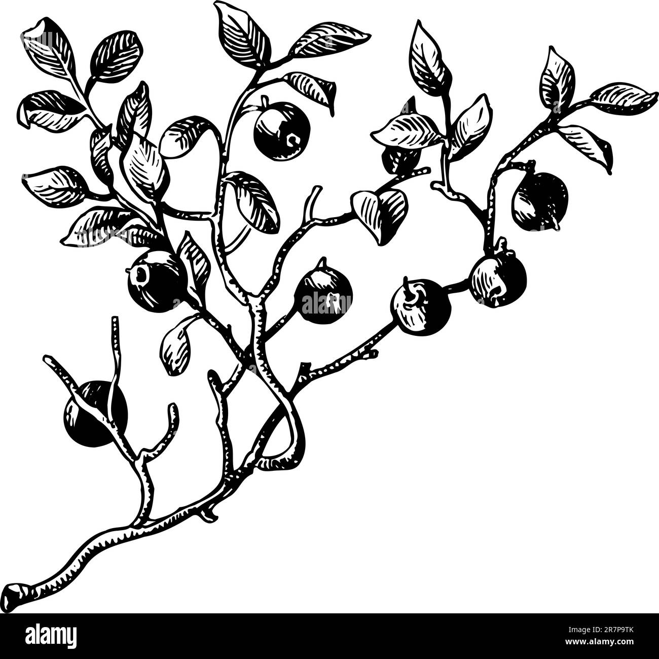 Branche de baies isolées sur blanc Illustration de Vecteur