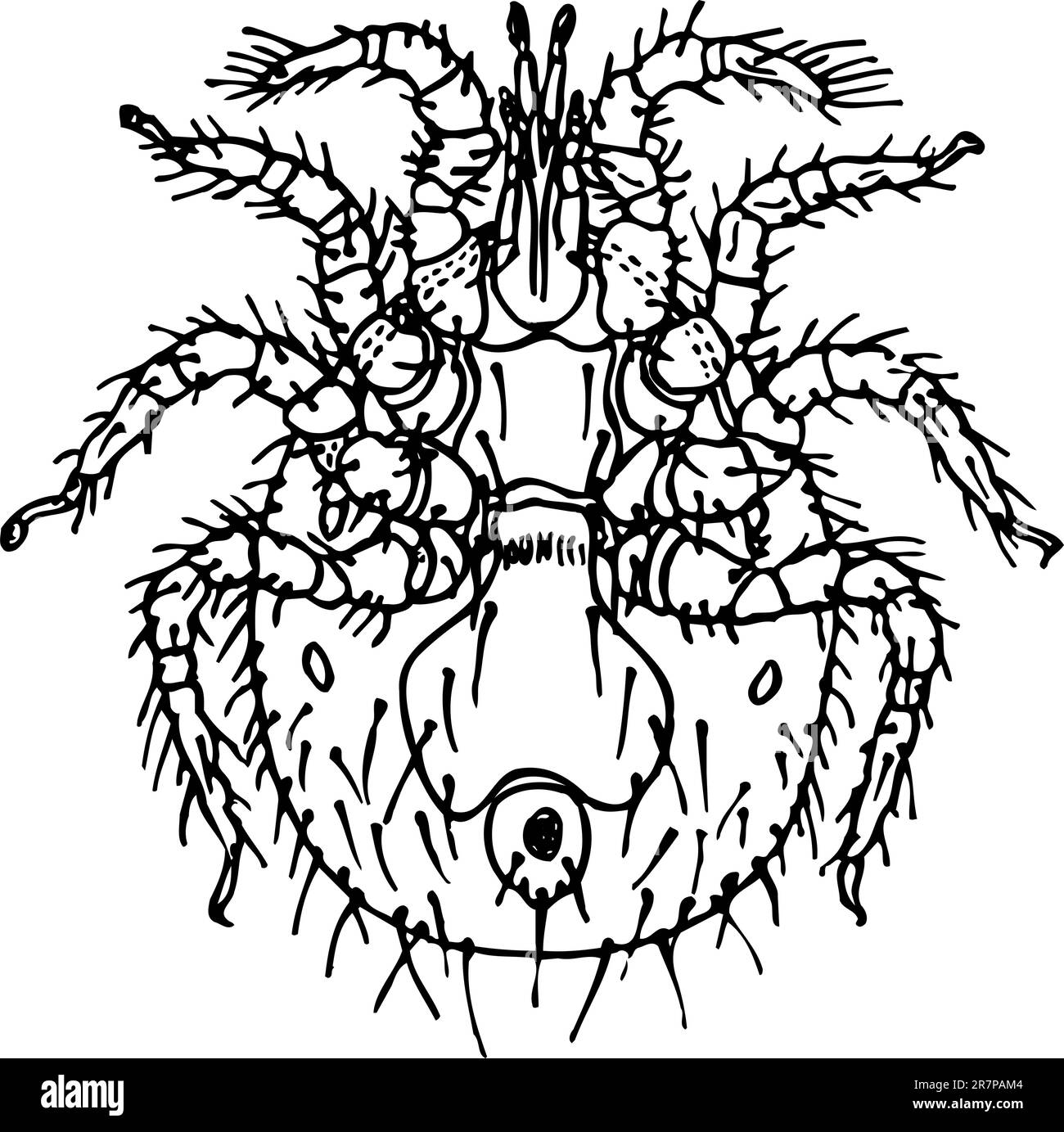 Souris isolée sur blanc Illustration de Vecteur Souris isolée sur blanc Illustration de Vecteur