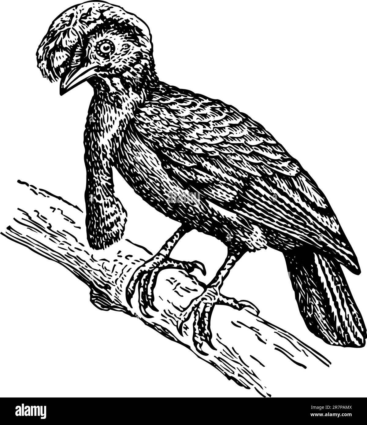 Oiseau isolé sur blanc Illustration de Vecteur Oiseau isolé sur blanc Illustration de Vecteur
