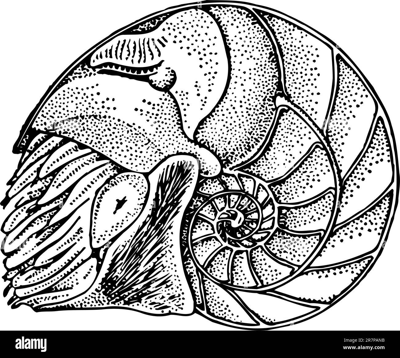 Nautilus isolé sur blanc Illustration de Vecteur