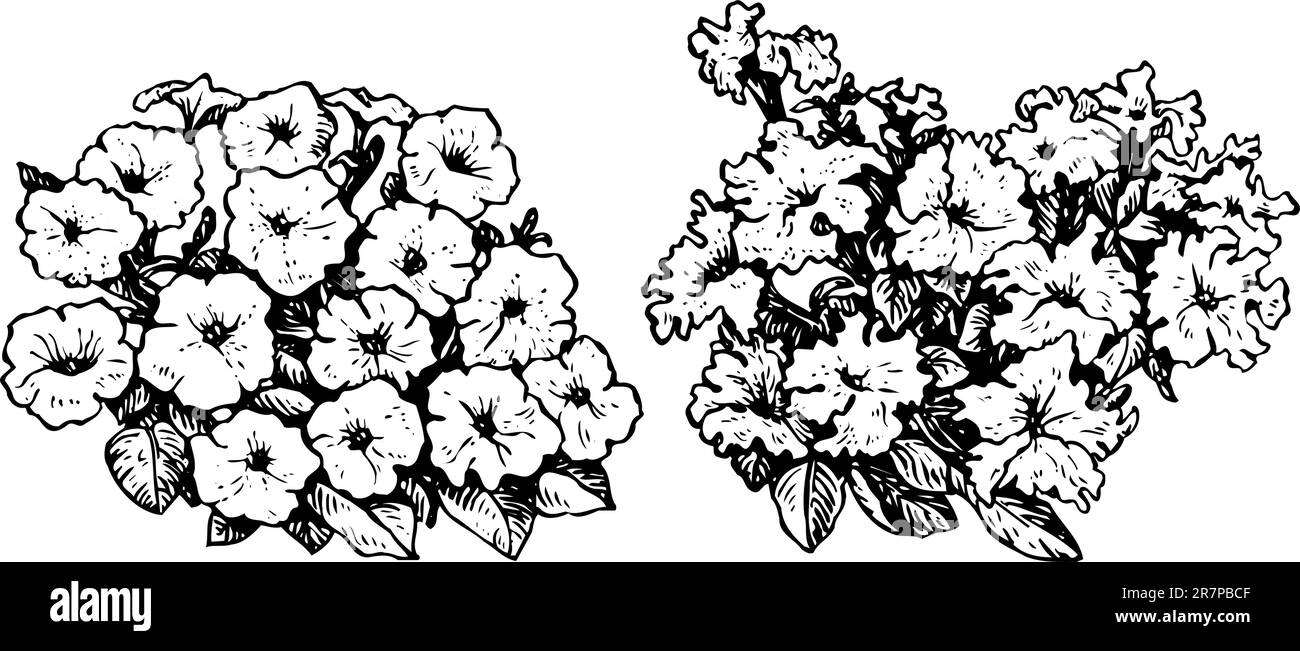 Flowers isolated on white Illustration de Vecteur