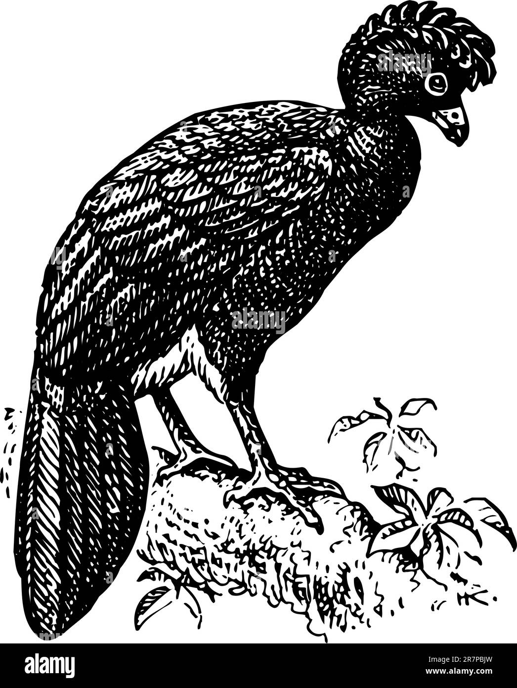 Oiseau isolé sur blanc Illustration de Vecteur Oiseau isolé sur blanc Illustration de Vecteur