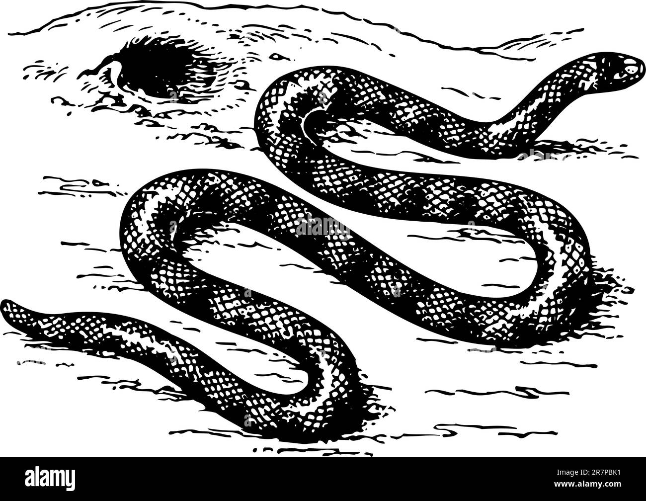Serpent anilius sur le sol Illustration de Vecteur