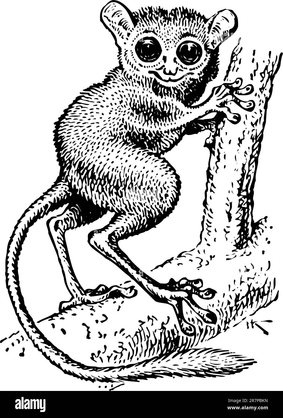 Tarsius syrichta sur la branche Illustration de Vecteur