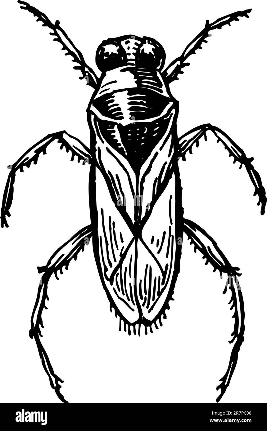 Bug isolé sur blanc Illustration de Vecteur
