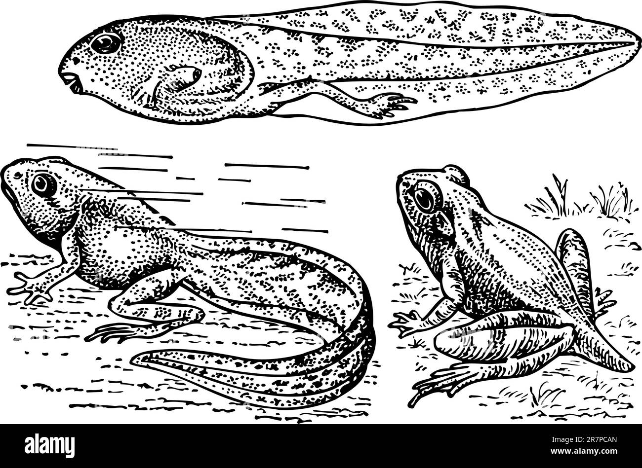 Têtards et grenouille isolés sur blanc Illustration de Vecteur
