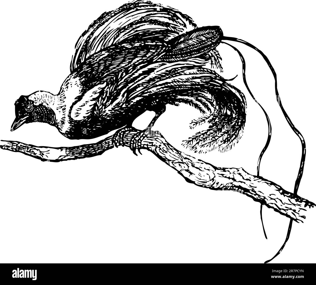 Oiseau de paradis sur la branche Illustration de Vecteur