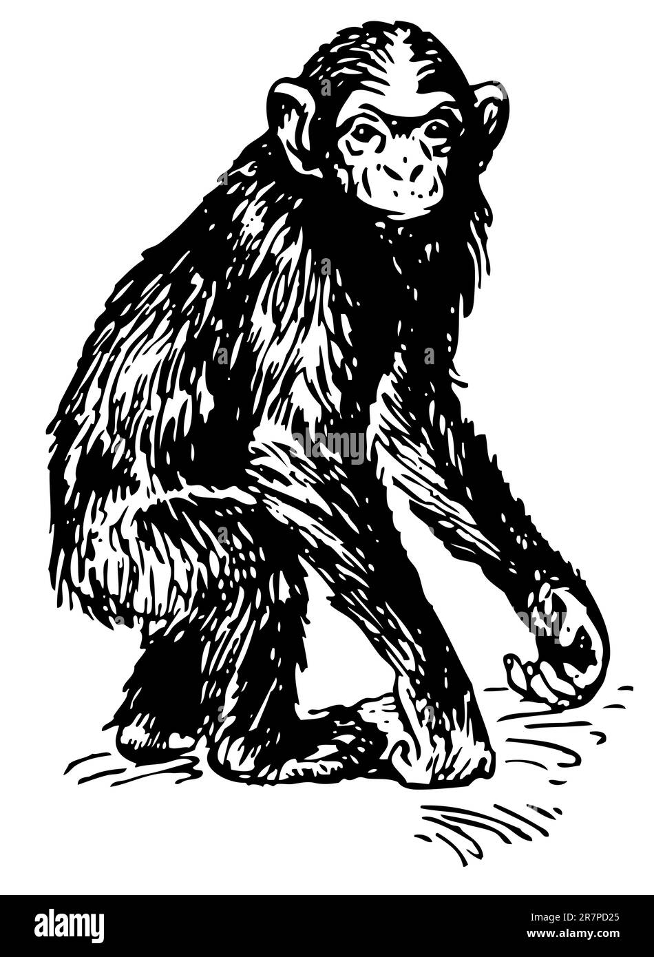 Chimpanzé isolée sur blanc Illustration de Vecteur