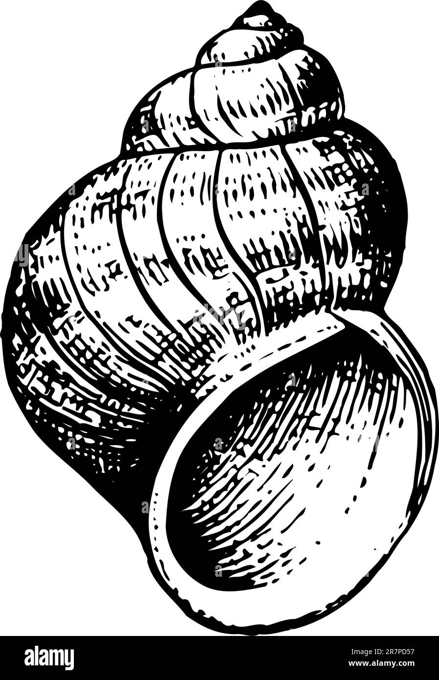Shell isolated on white Illustration de Vecteur