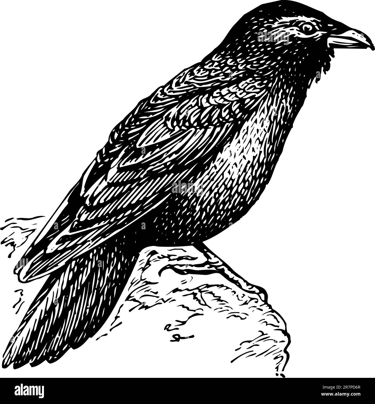 Oiseau isolé sur blanc Illustration de Vecteur Oiseau isolé sur blanc Illustration de Vecteur