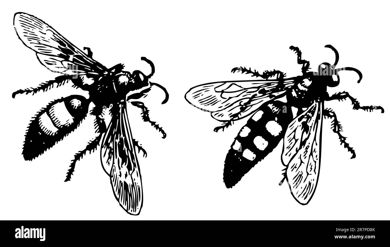 Deux Wasps Scolia isolés sur blanc Illustration de Vecteur