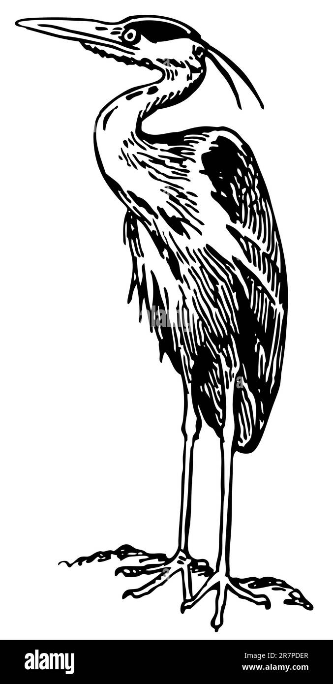 Héron gris oiseau isolé sur blanc Illustration de Vecteur