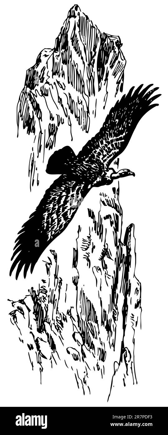 Vol oiseau Griffon Vulture Illustration de Vecteur