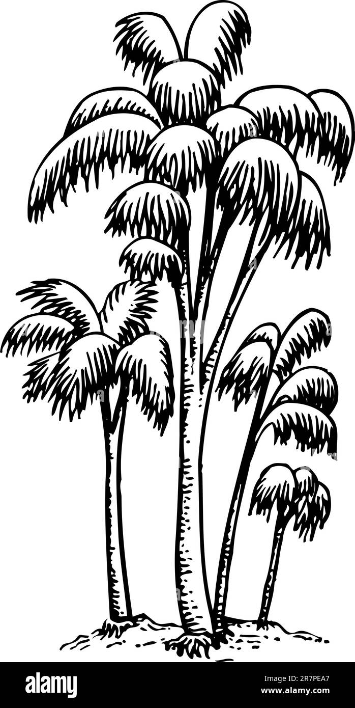 Palms isolated on white Illustration de Vecteur