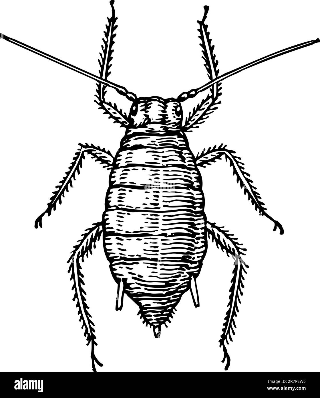 Beetle isolated on white Illustration de Vecteur