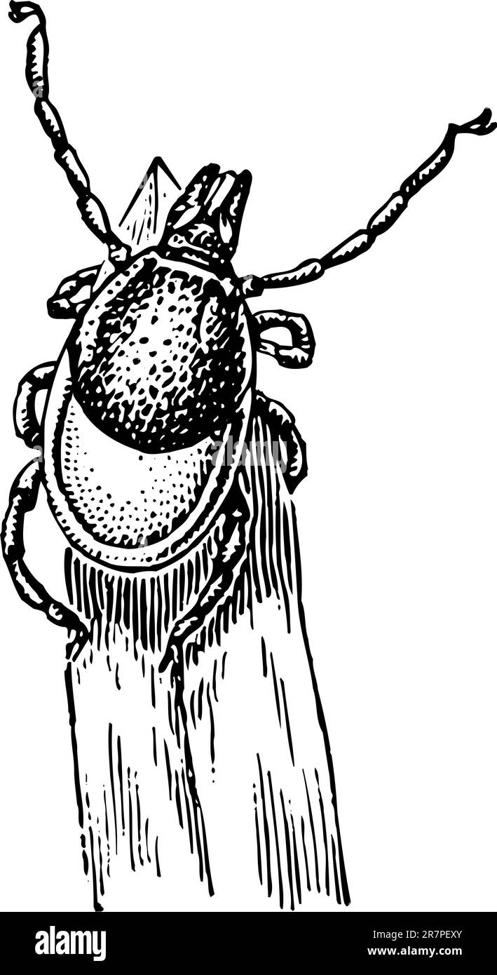 Le coléoptère noir est isolé sur le blanc Illustration de Vecteur