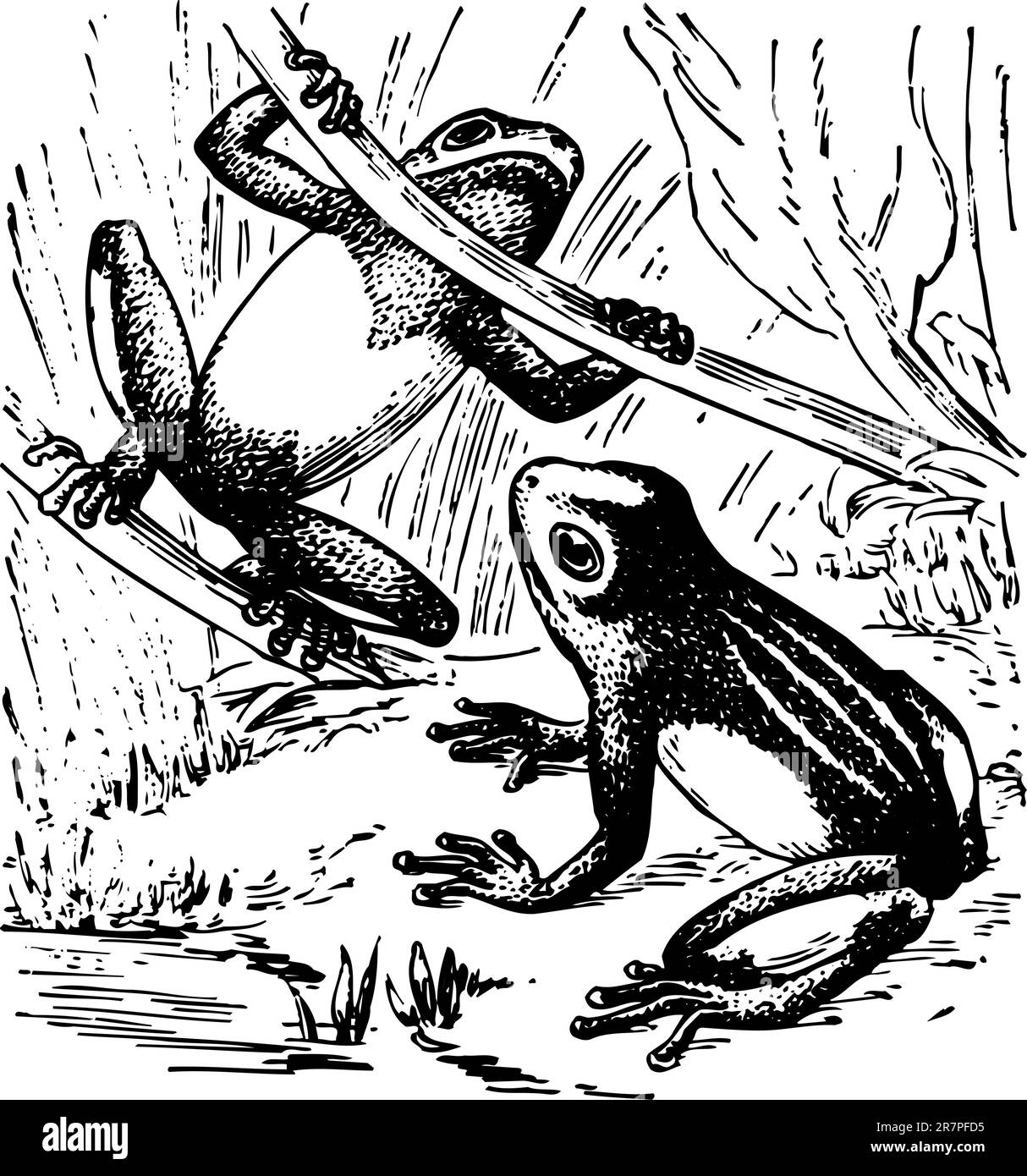 Grenouille Feuille Ou Grenouille Arboricole Banque Dimages Noir Et Blanc Alamy