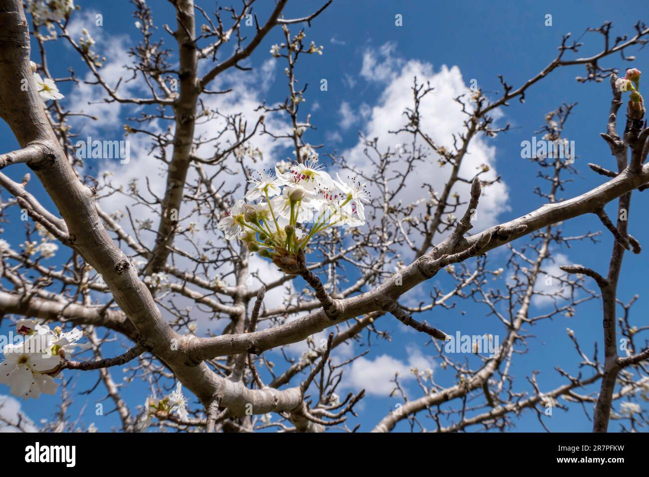 Branche de poire en fleur. Fleurs de poire avec petites fleurs blanches. Floraison printanière d'arbres fruitiers. Arrière-plan flou. Banque D'Images