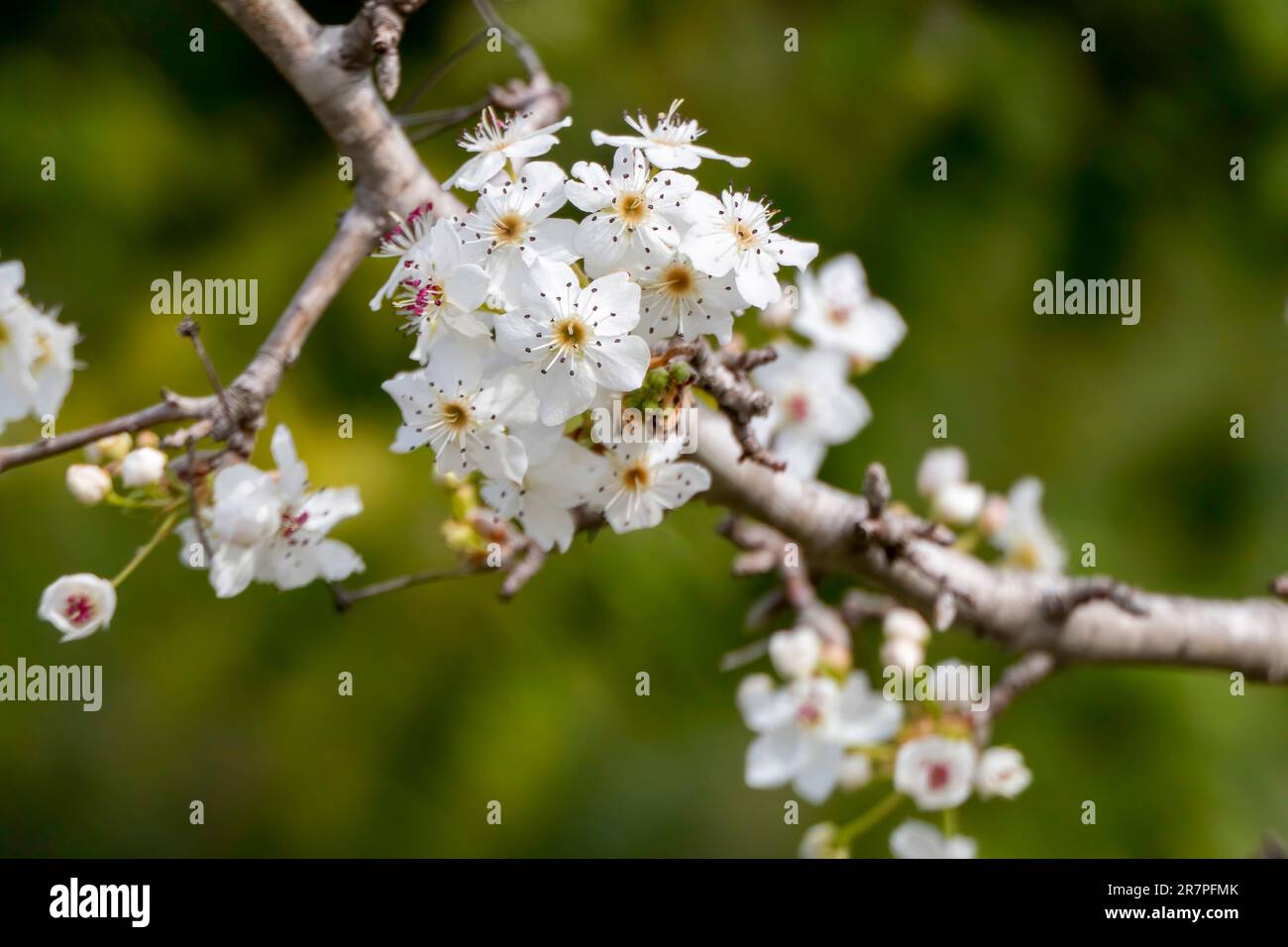 Branche de poire en fleur. Fleurs de poire avec petites fleurs blanches. Floraison printanière d'arbres fruitiers. Arrière-plan flou. Banque D'Images