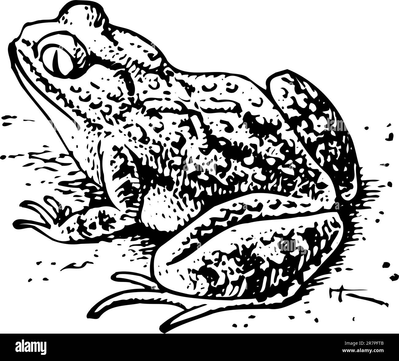 Frog isolated on white Illustration de Vecteur