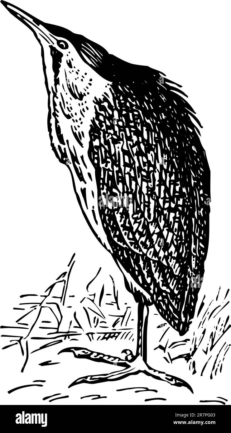 Oiseau isolé sur blanc Illustration de Vecteur Oiseau isolé sur blanc Illustration de Vecteur