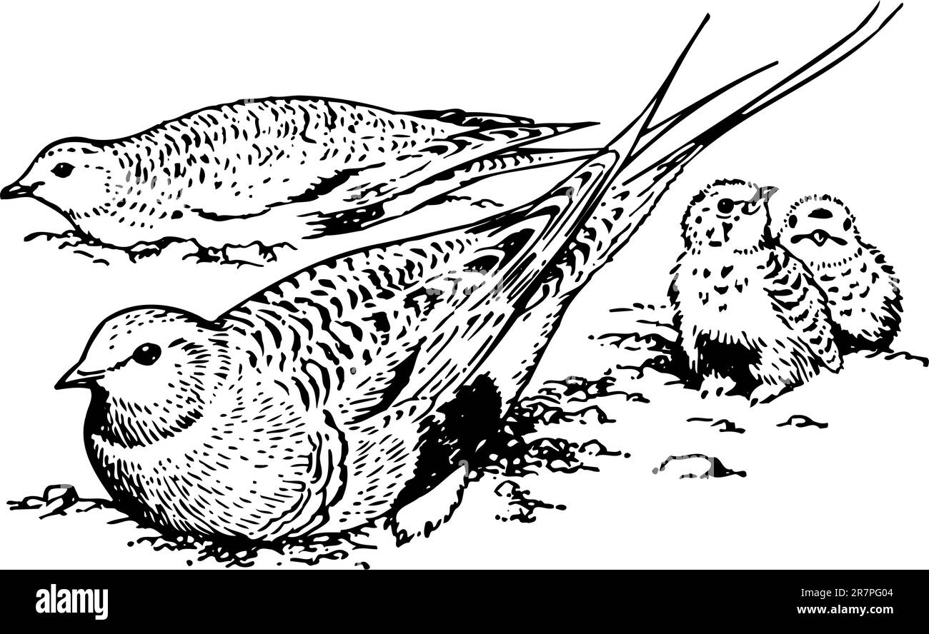 Oiseaux isolés Illustration de Vecteur Oiseaux isolés Illustration de Vecteur