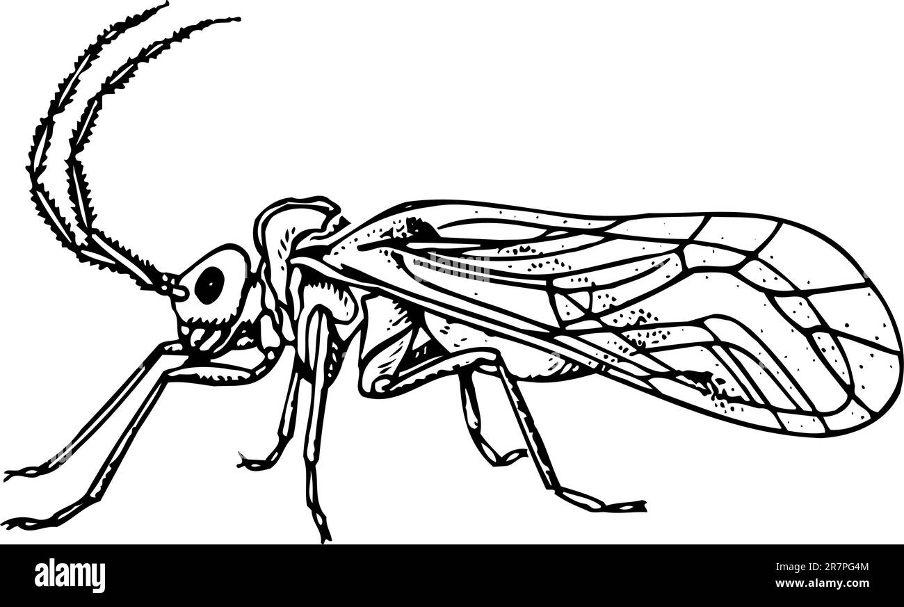 Copéognatha de bug isolé sur blanc Illustration de Vecteur
